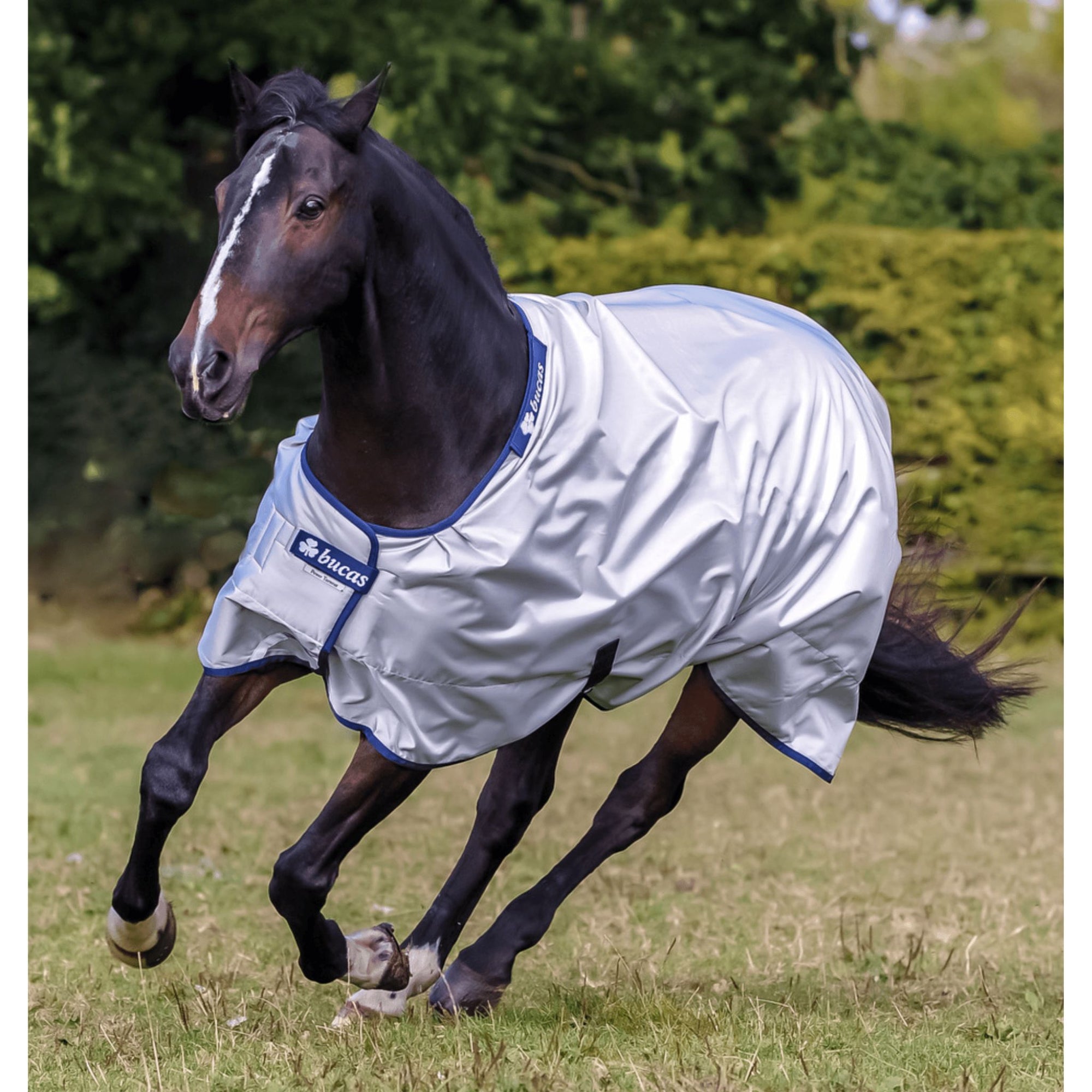 Dark bay horse cantering, wearing silver Bucas rug with blue trim.