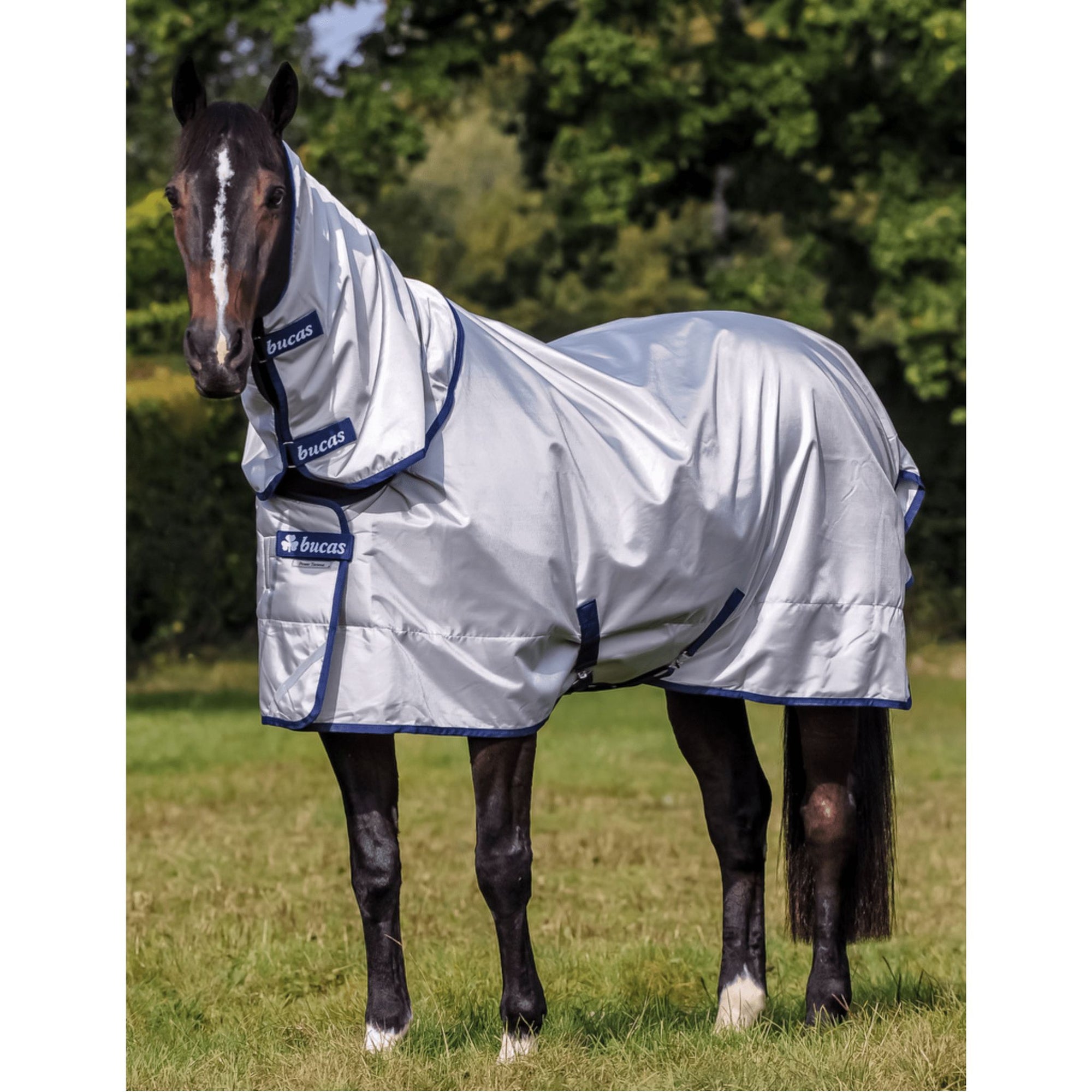 Dark bay horse cantering, wearing silver Bucas rug with blue trim.