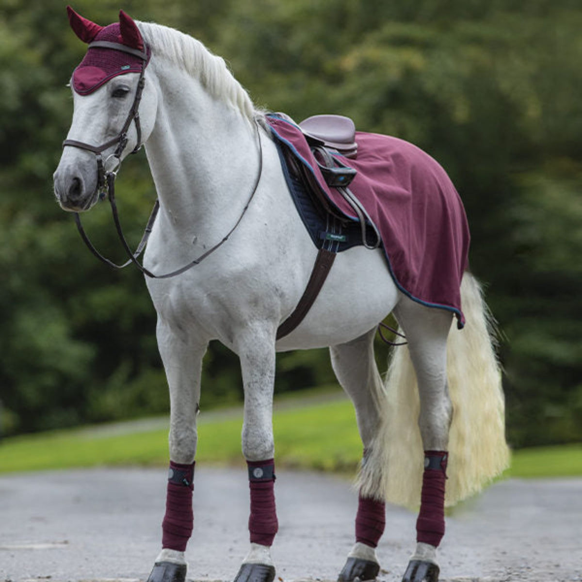 Burgandy riding rug with light blue and navy binding on grey horse