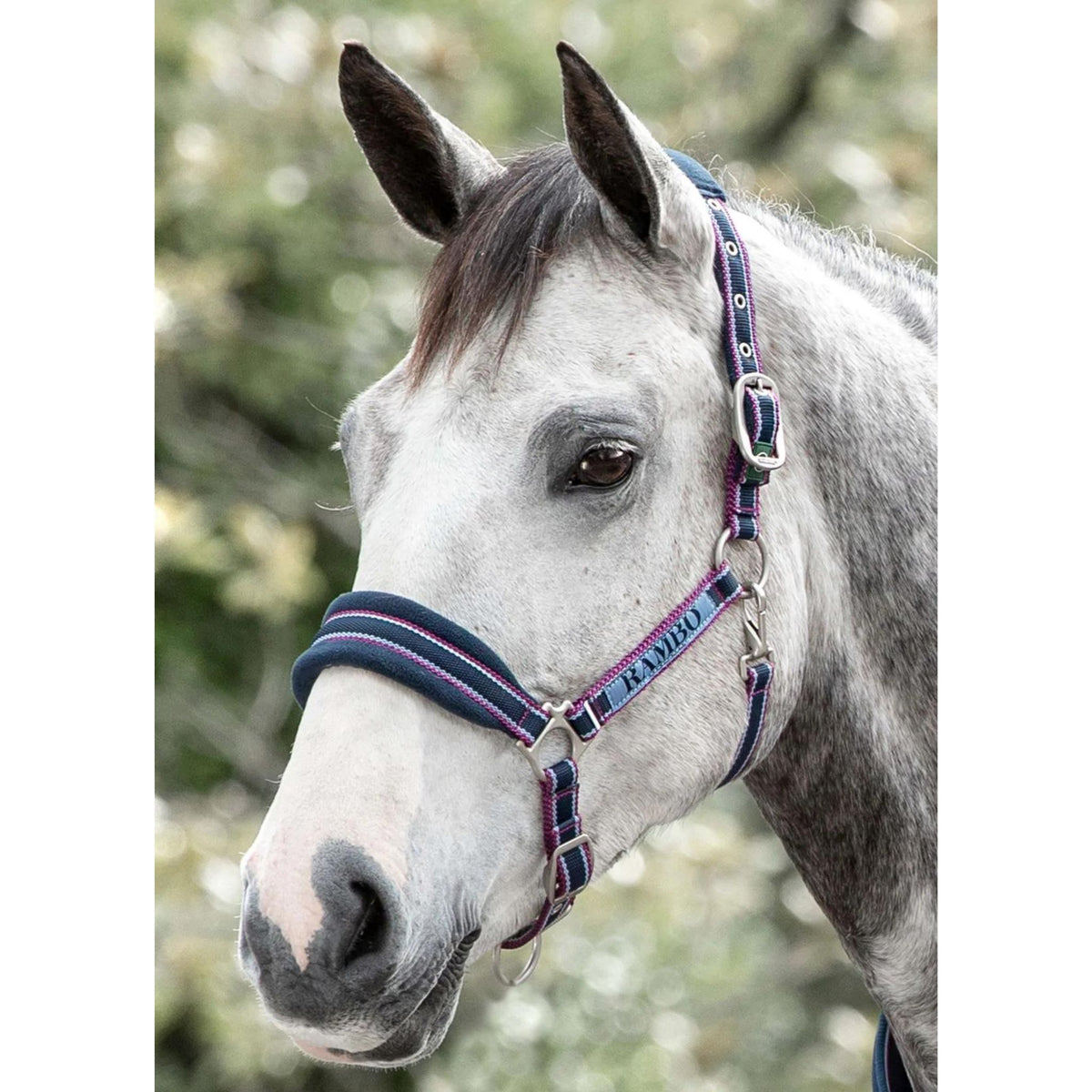 Navy webbing halter with baby blue and pink outer stripes including navy fleece padding.