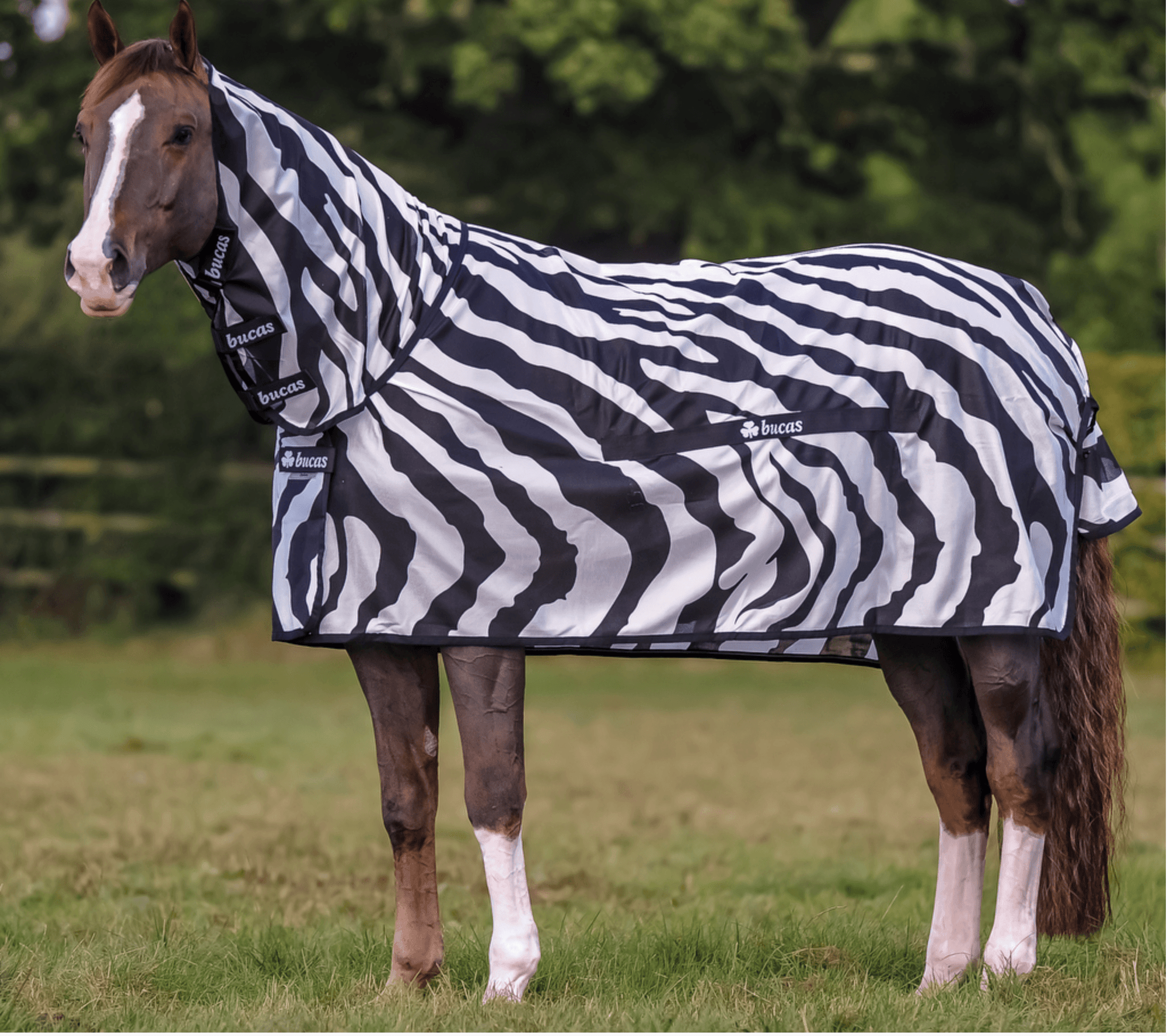 Buz-off-zebra