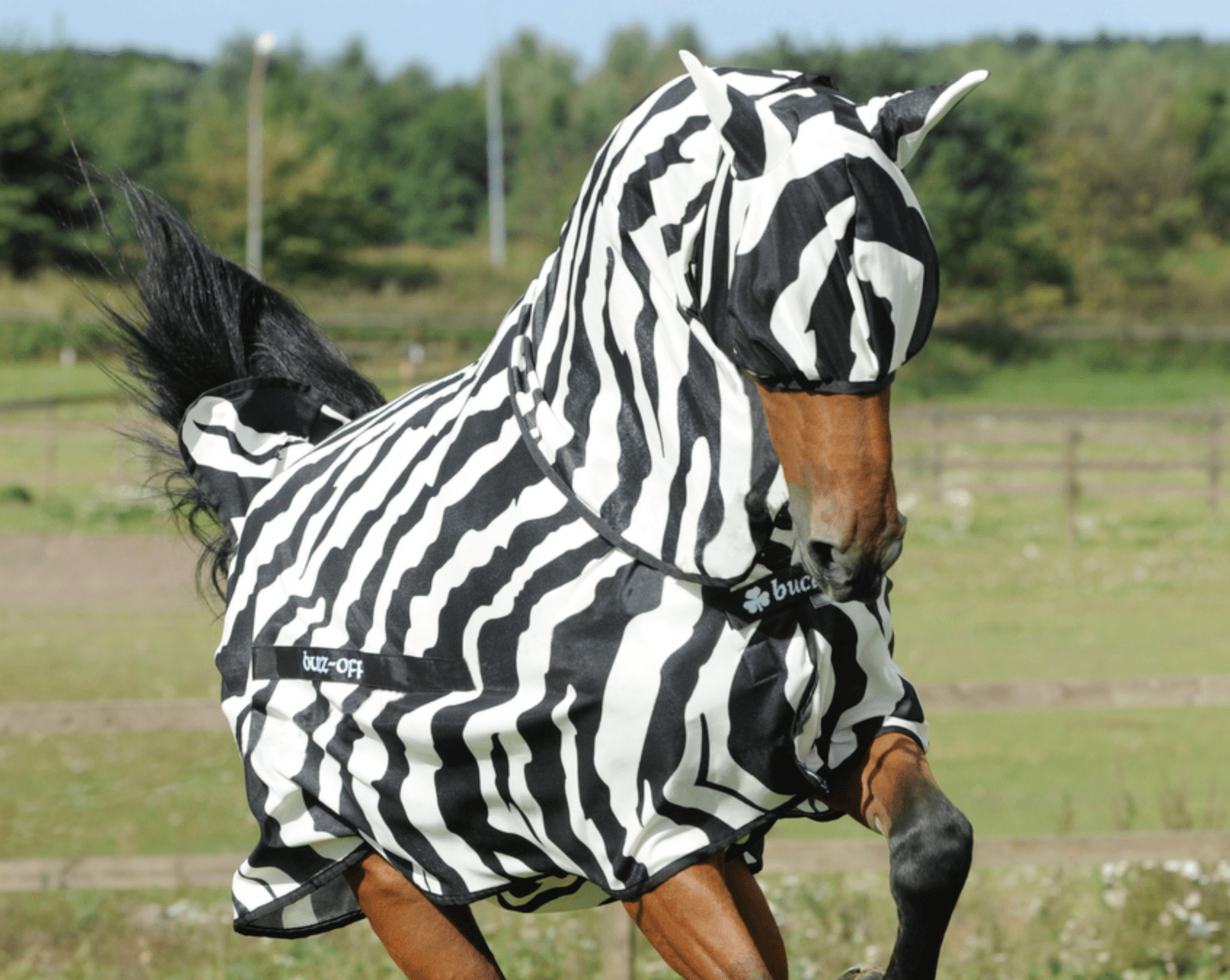 Buzz-Off-Zebra-Combo-e1457632615568