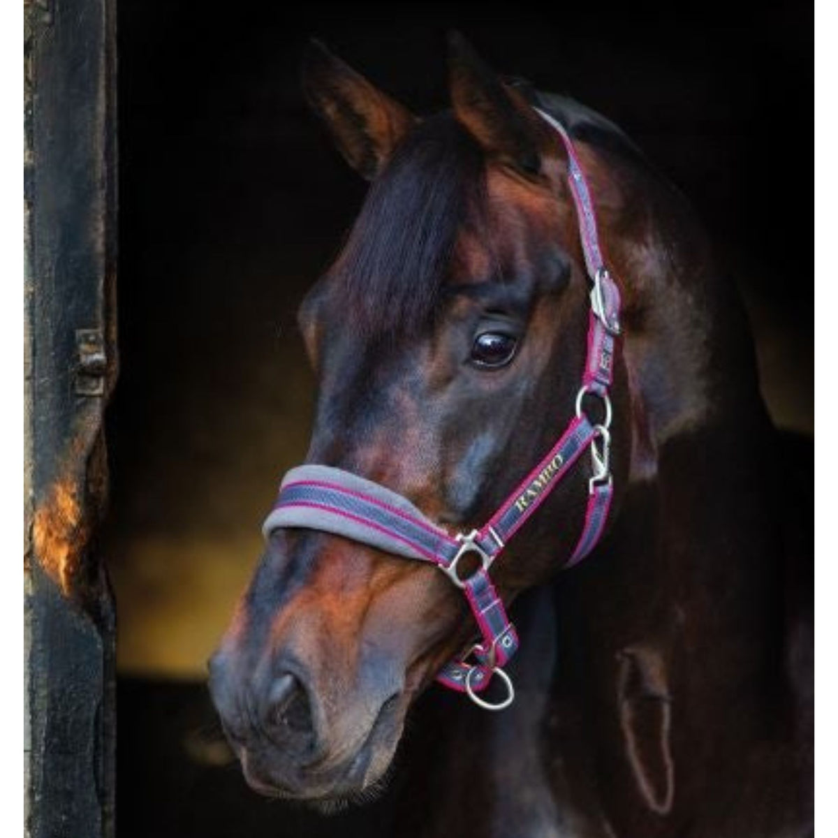 Grey Fleece padded halter with blue and pink webbing