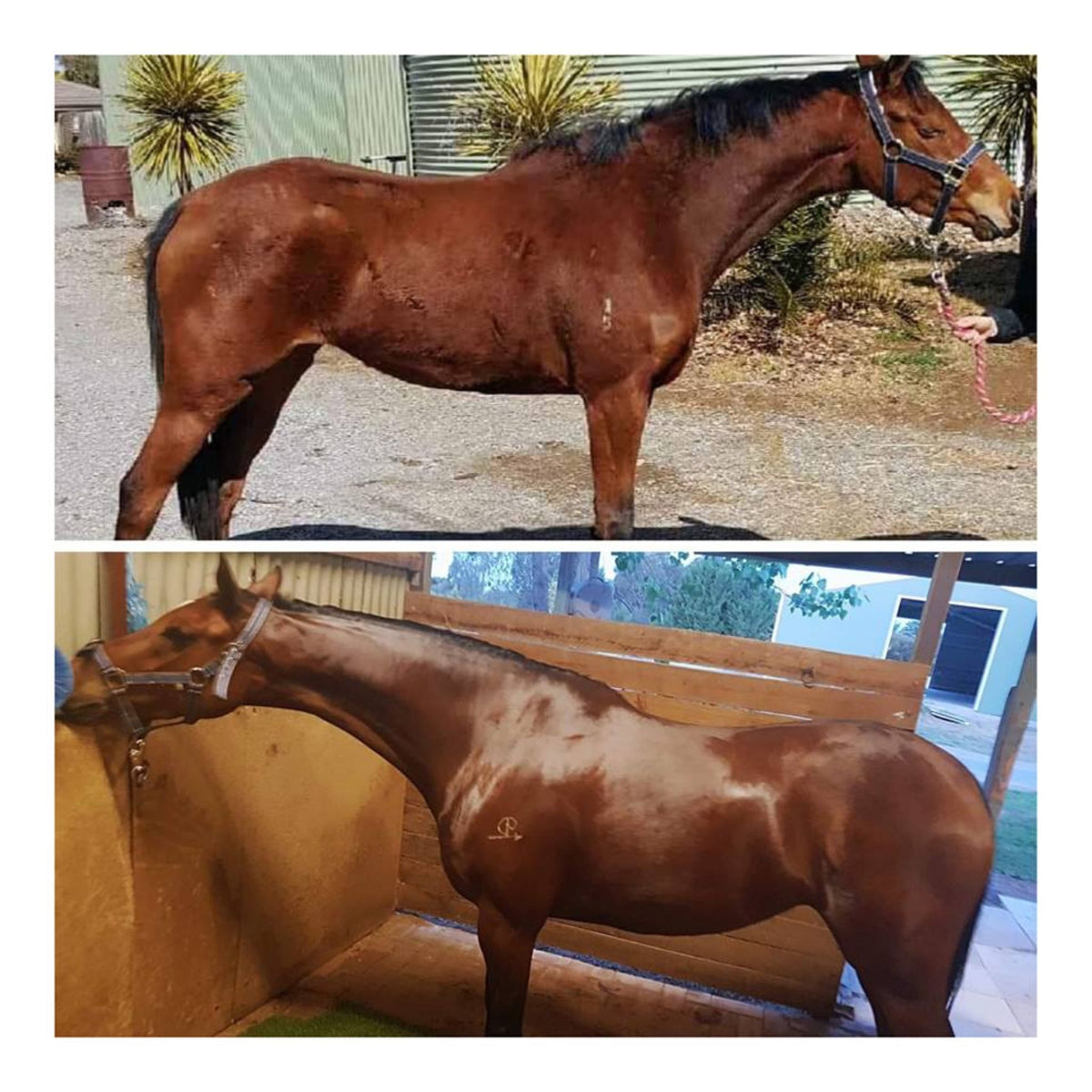 Images of bay horse before and after use of Digestive EQ.