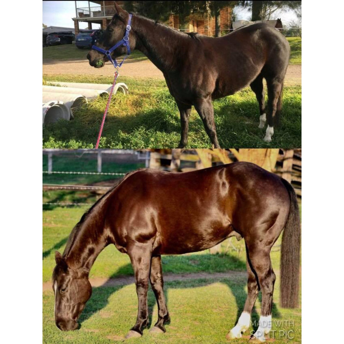 Horse before and after using Digestive EQ, looking shinier after.