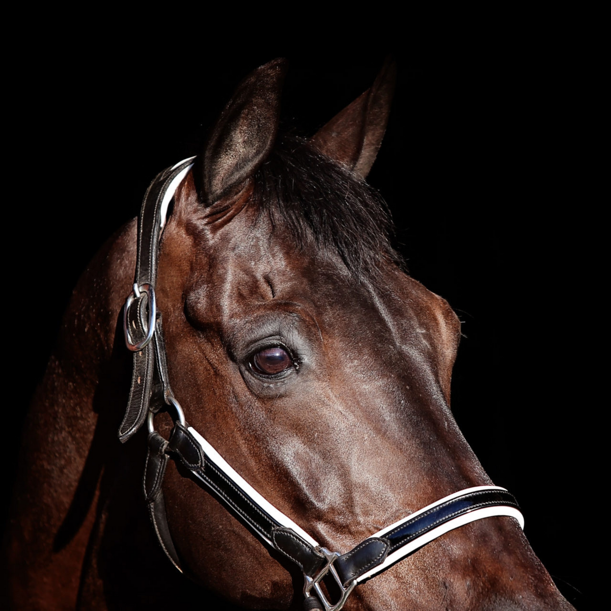 Duchess Leather Halter