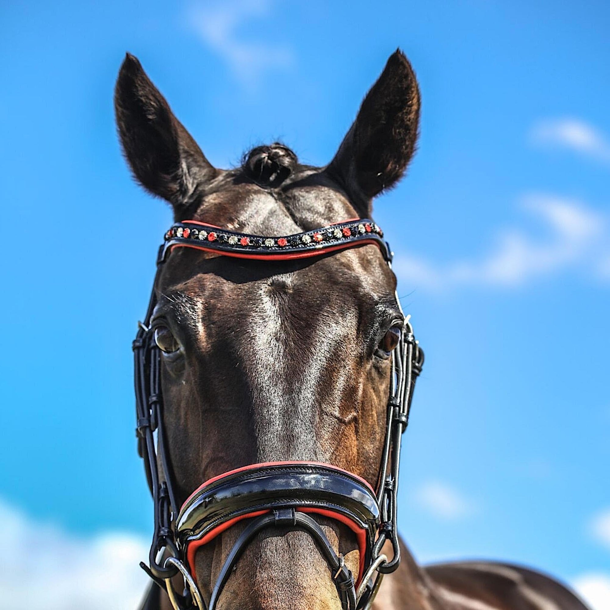 Horse wearing a black leather browband with red, clear and black crystals.