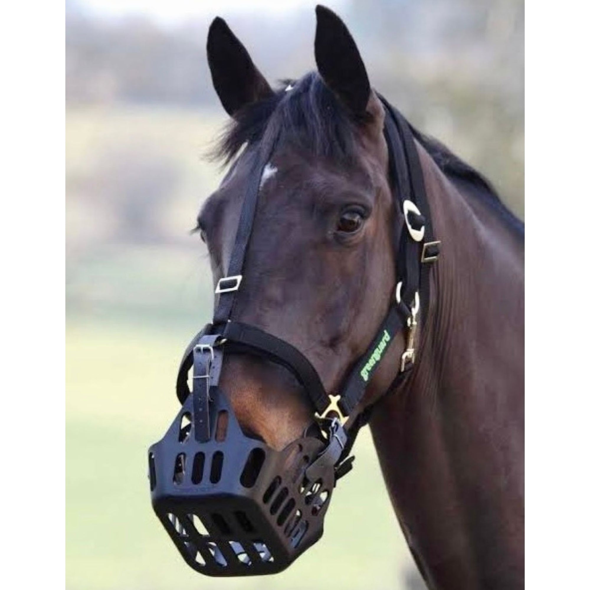 Horse wearing black halter with extra strap down front, and muzzle attached.