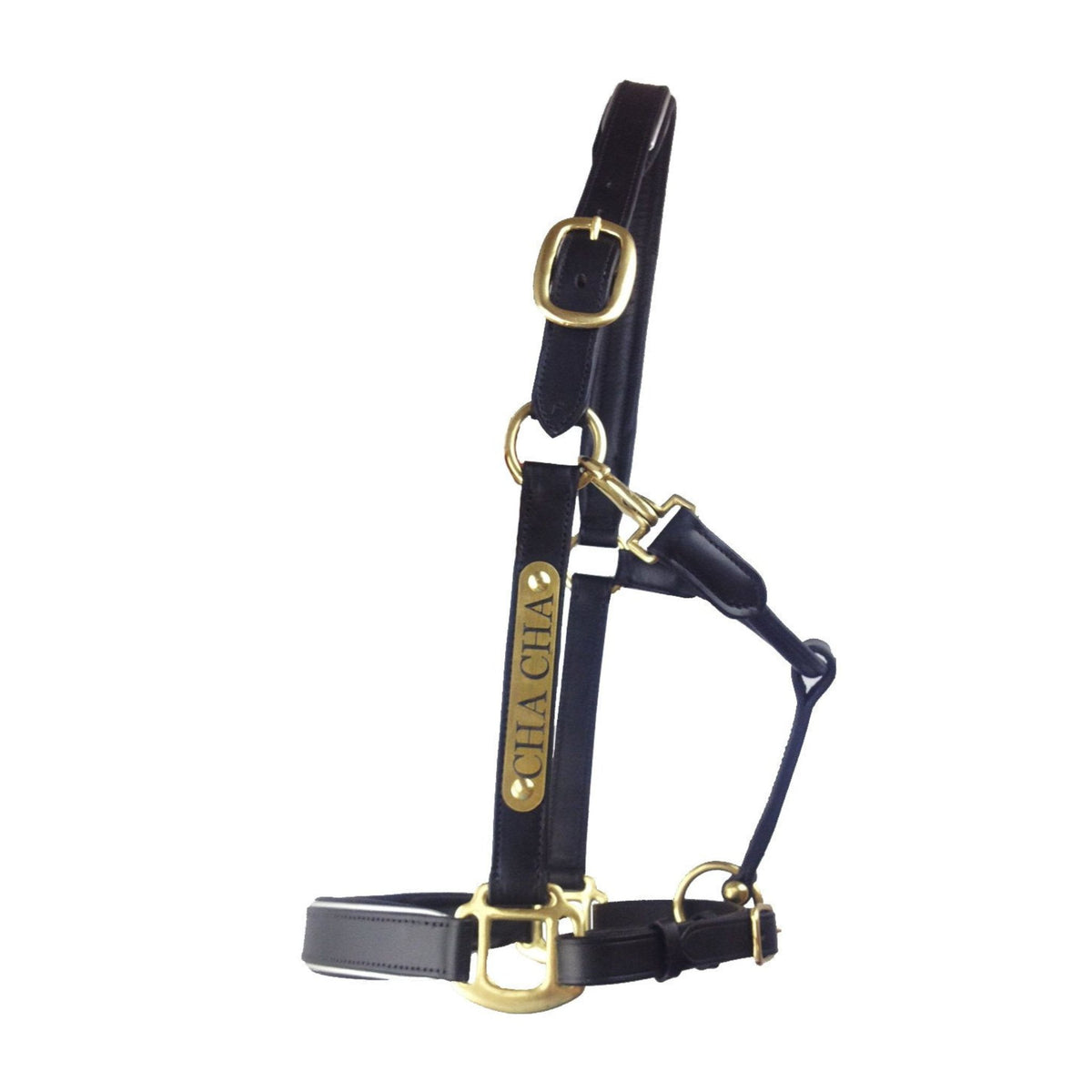 Black leather halter with brass fixings and nameplate on side.