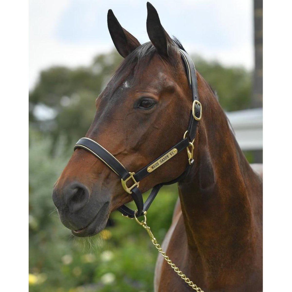 Bay horse wearing black leather halter with brass fixings and nameplate.