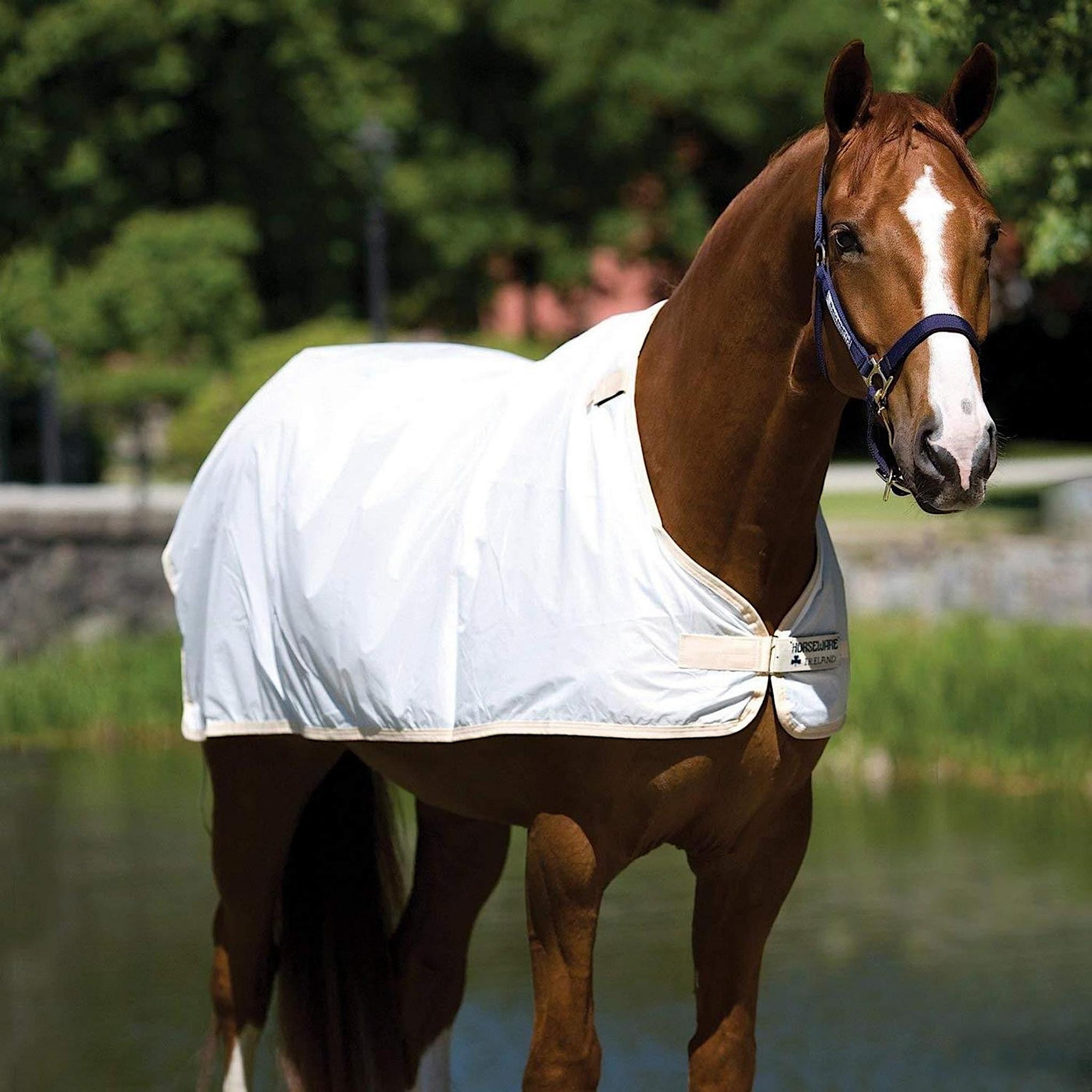 Chestnut horse wearing white liner, covering top line and most of sides.