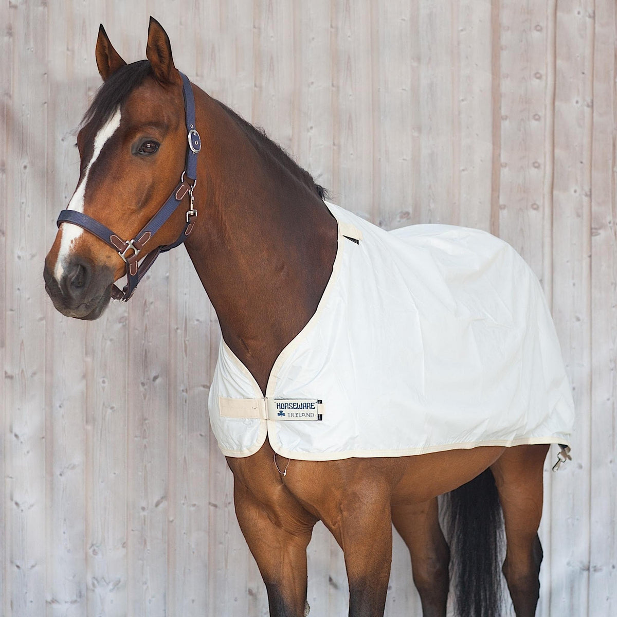 Bay horse wearing white liner covering most of sides and top line.