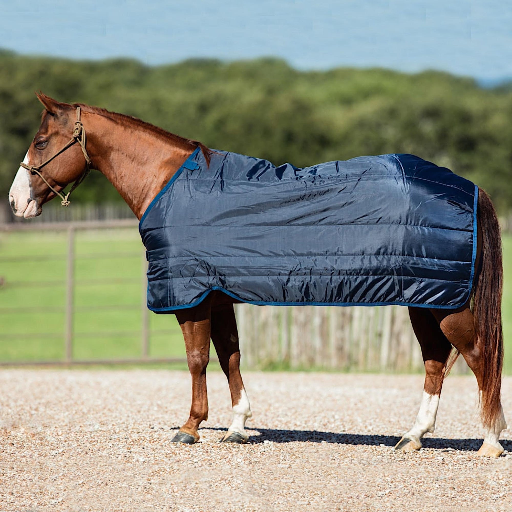 Chestnut horse wearing a navy rug liner with navy trim.
