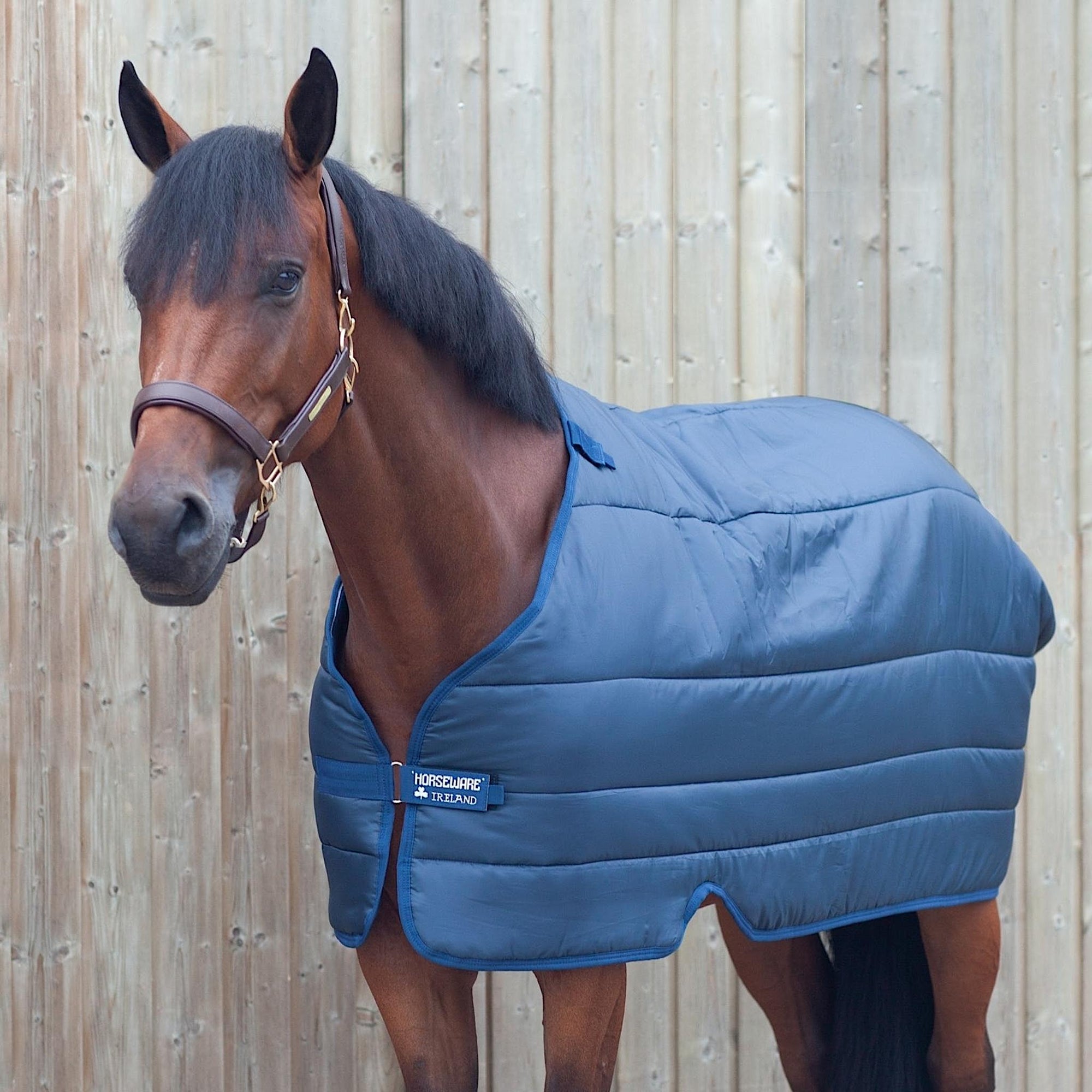 Bay horse wearing navy liner with navy details including trim.