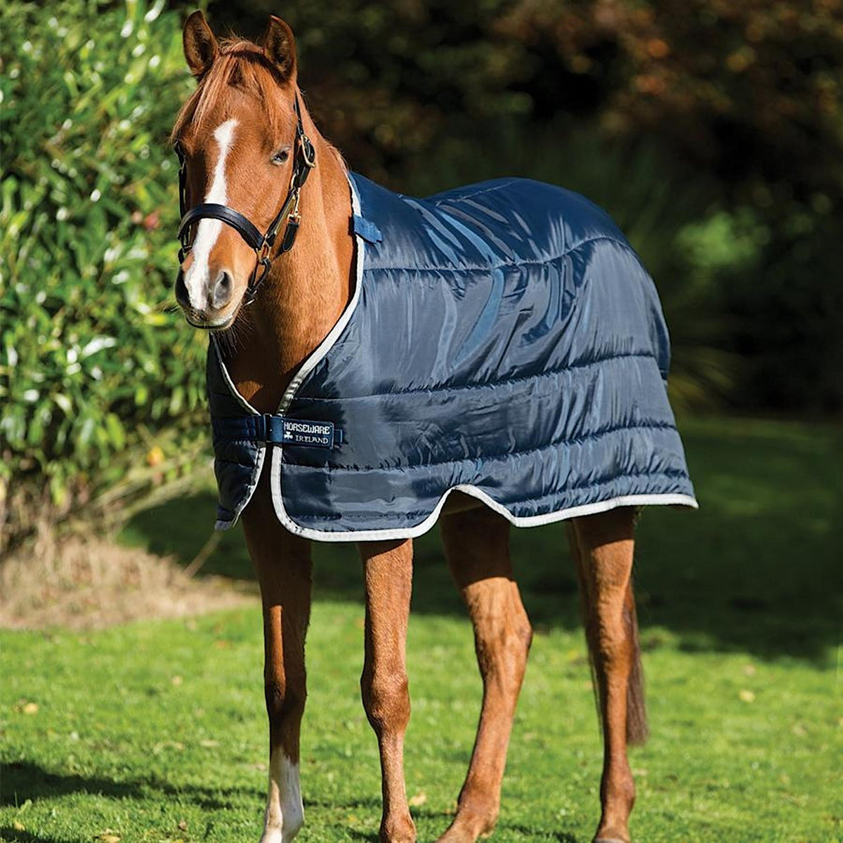 Horse wearing blue doona rug liner.