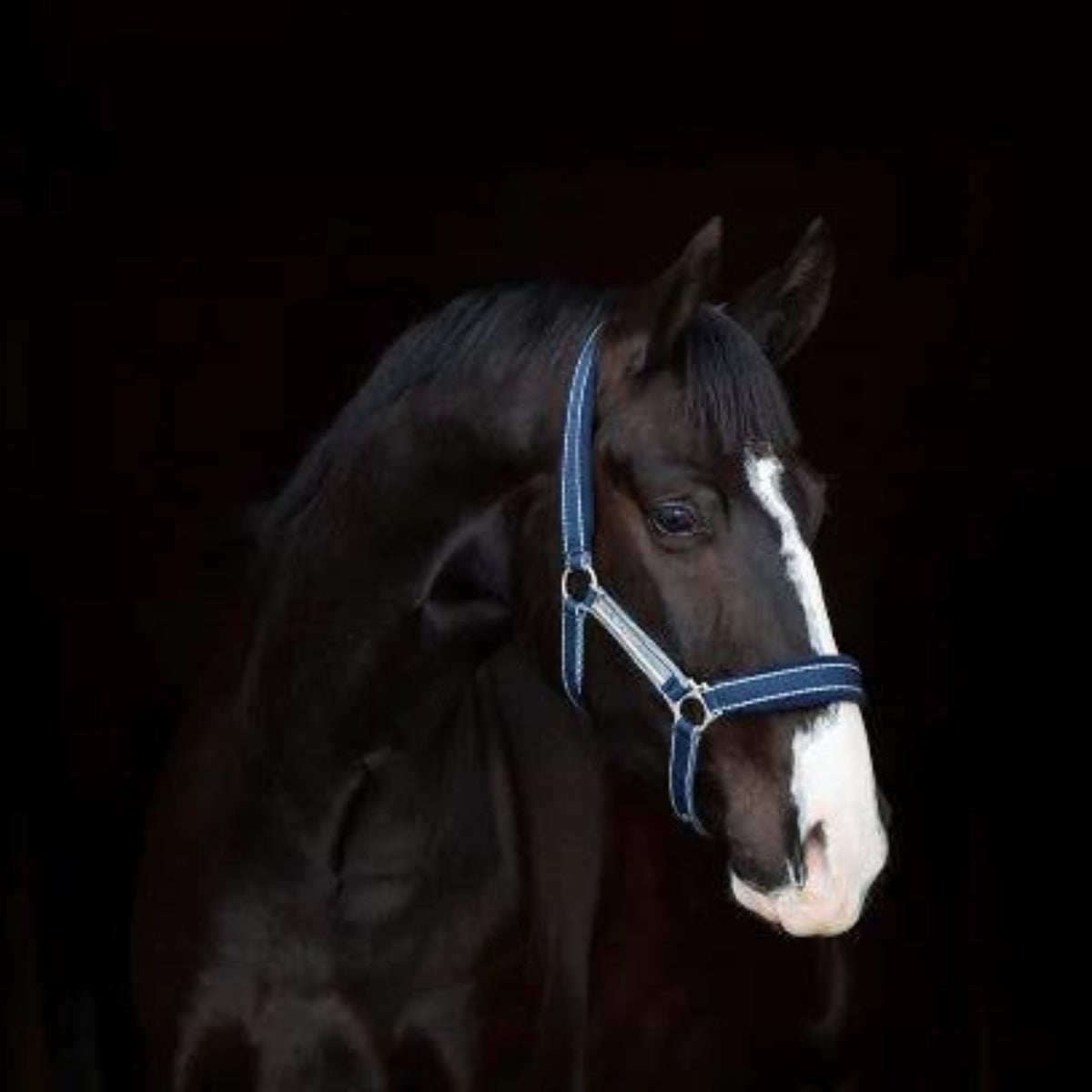 Navy fleece padded halter with light blue stripes 