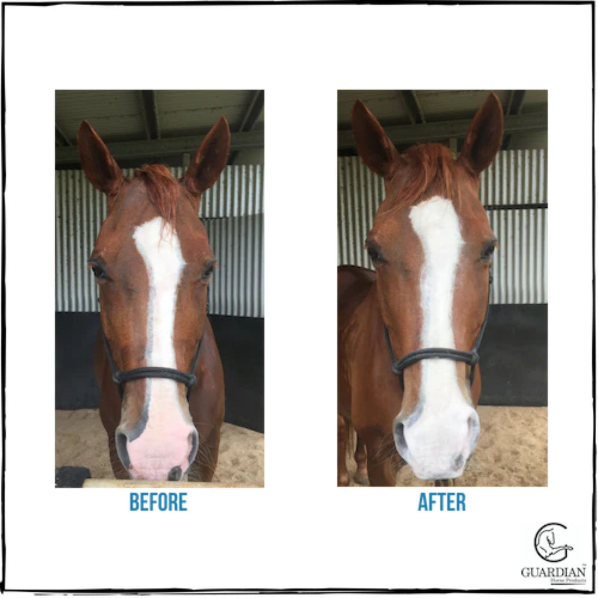 The before and after of puff on a chestnut horse with a big white blaze 