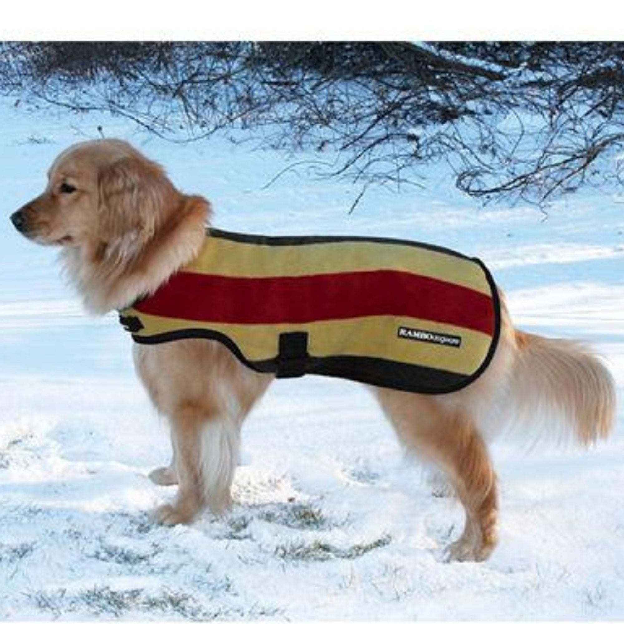 Golden retriever wearing the gold, red and black striped fleece dog rug. 