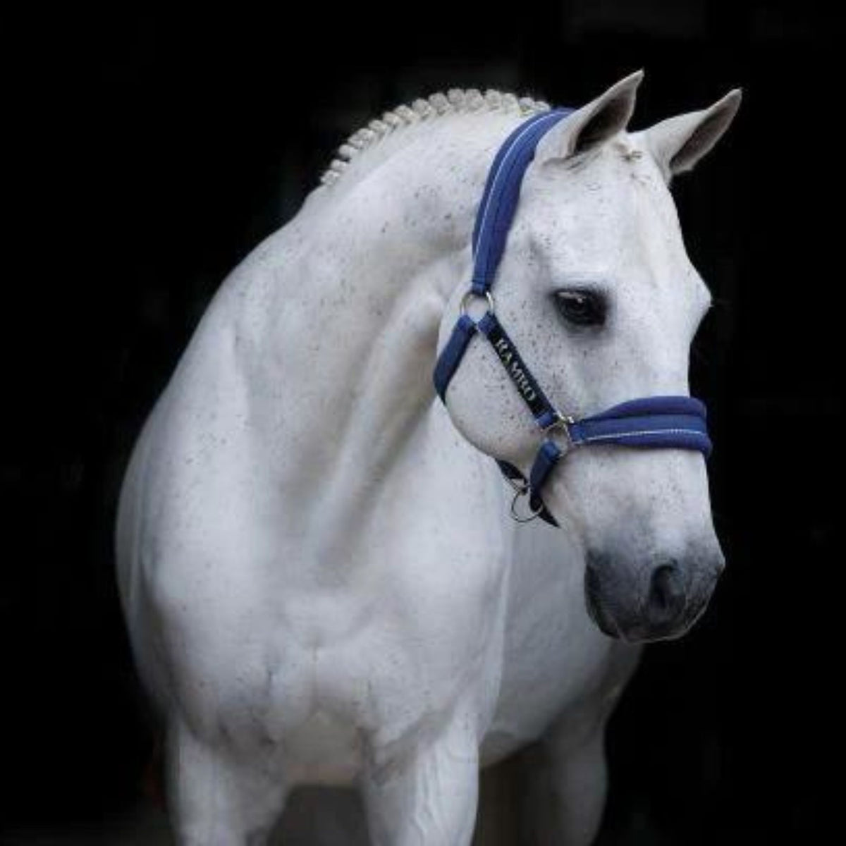 Royal blue fleece padded halter with light blue and black stitching, including stainless steel buckles.