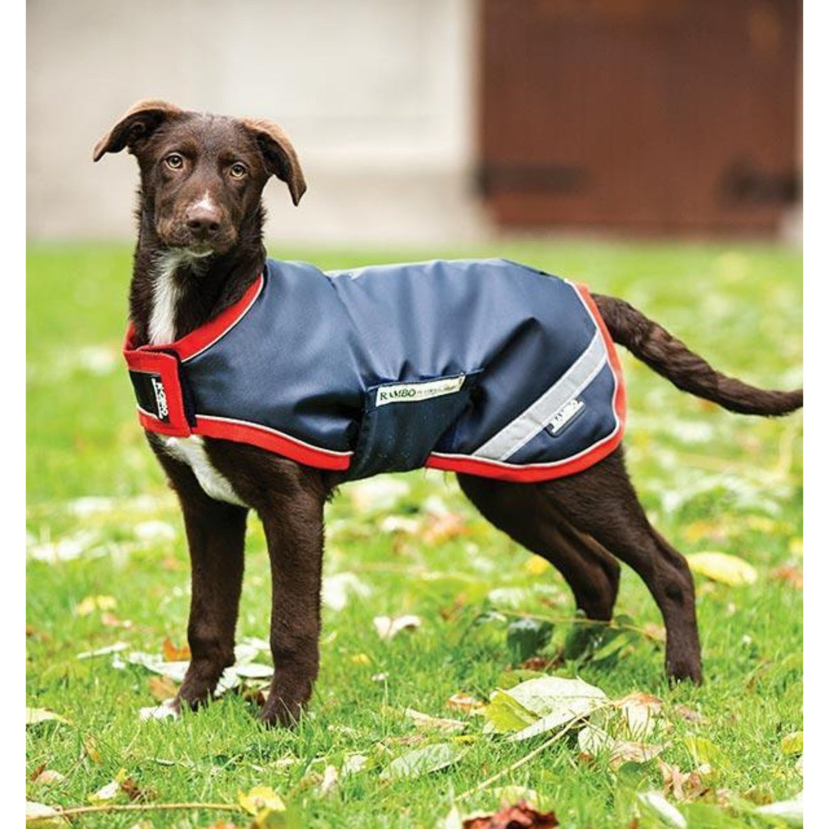 Dog wearing navy rug with red trimming and reflective piping.