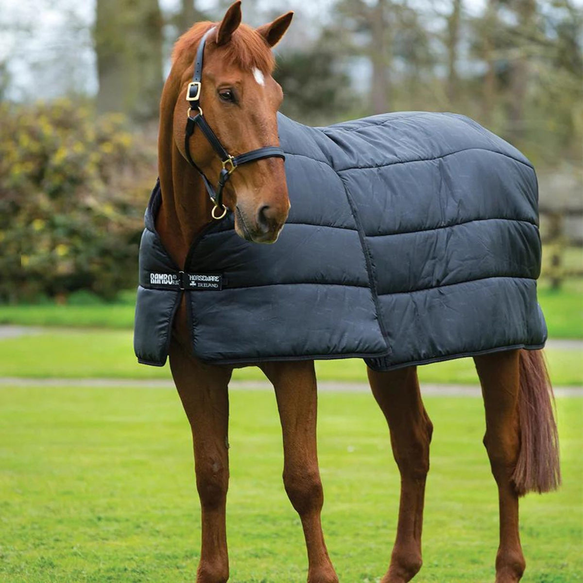 Chestnut horse wearing 100g navy doona rug with large gussets