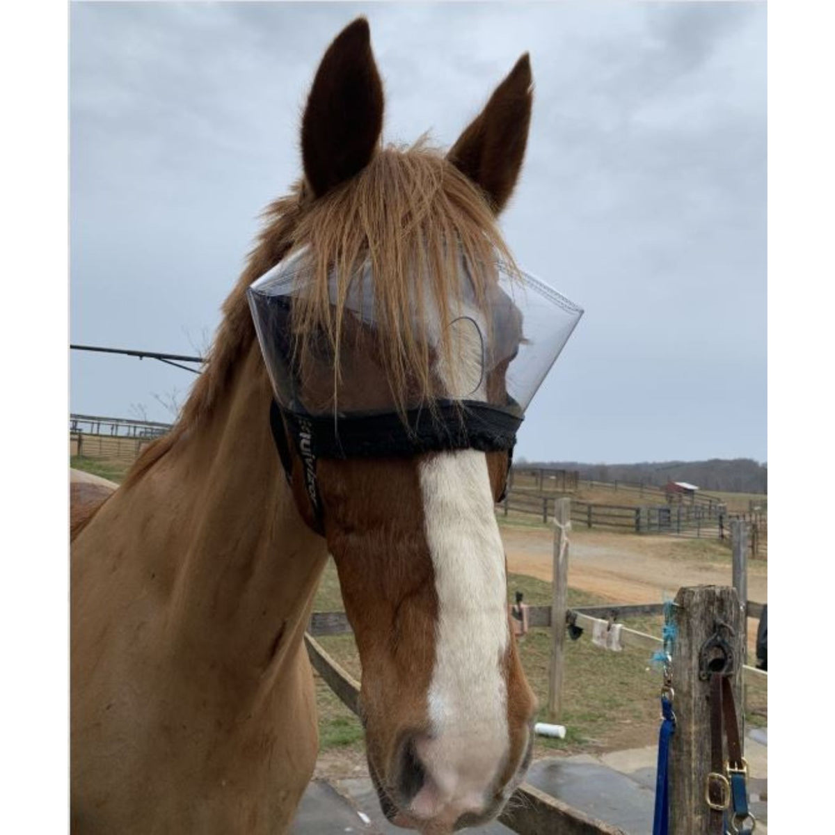 Chestnut horse wearing clear recovery visor with fluffy material along bottom edge.