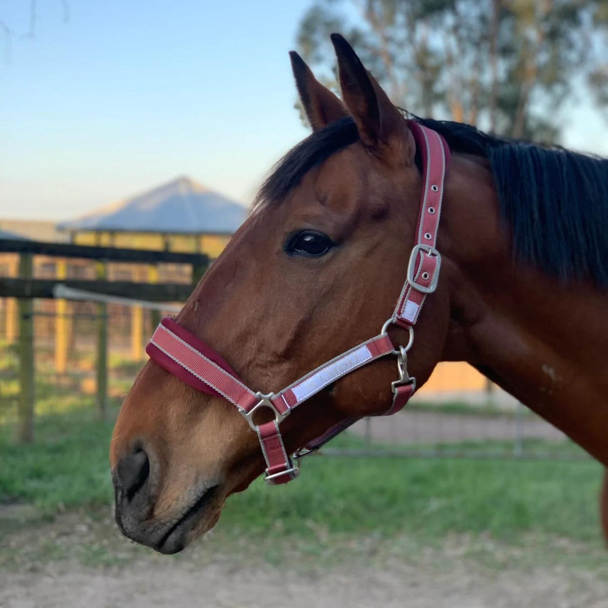 Red Airmesh padded halter with grey outer stripes.