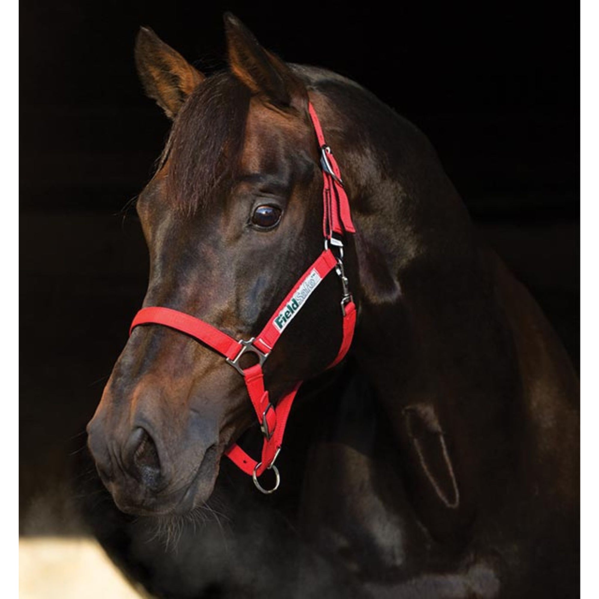 Red webbing halter