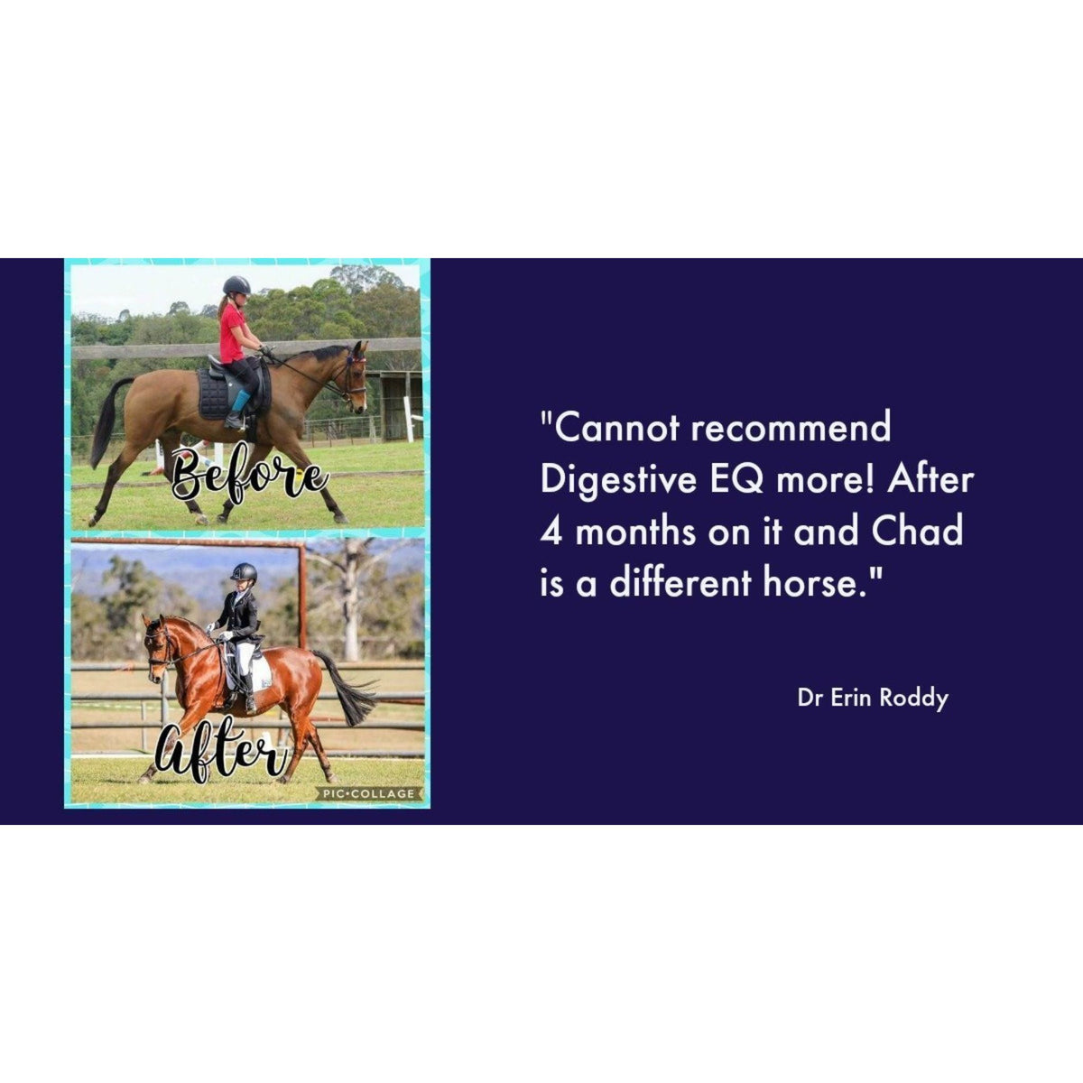 Before and after pictures of horse on Digestive EQ with testimonial quote.