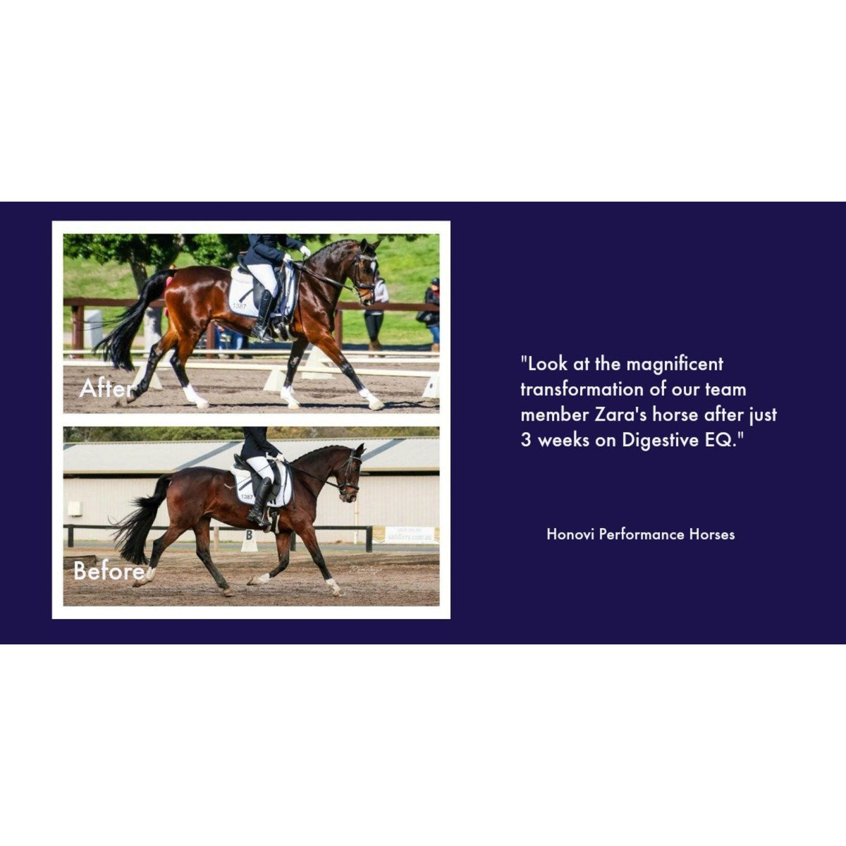Testimonial quote and pictures to the improvement of horse on Digestive EQ.