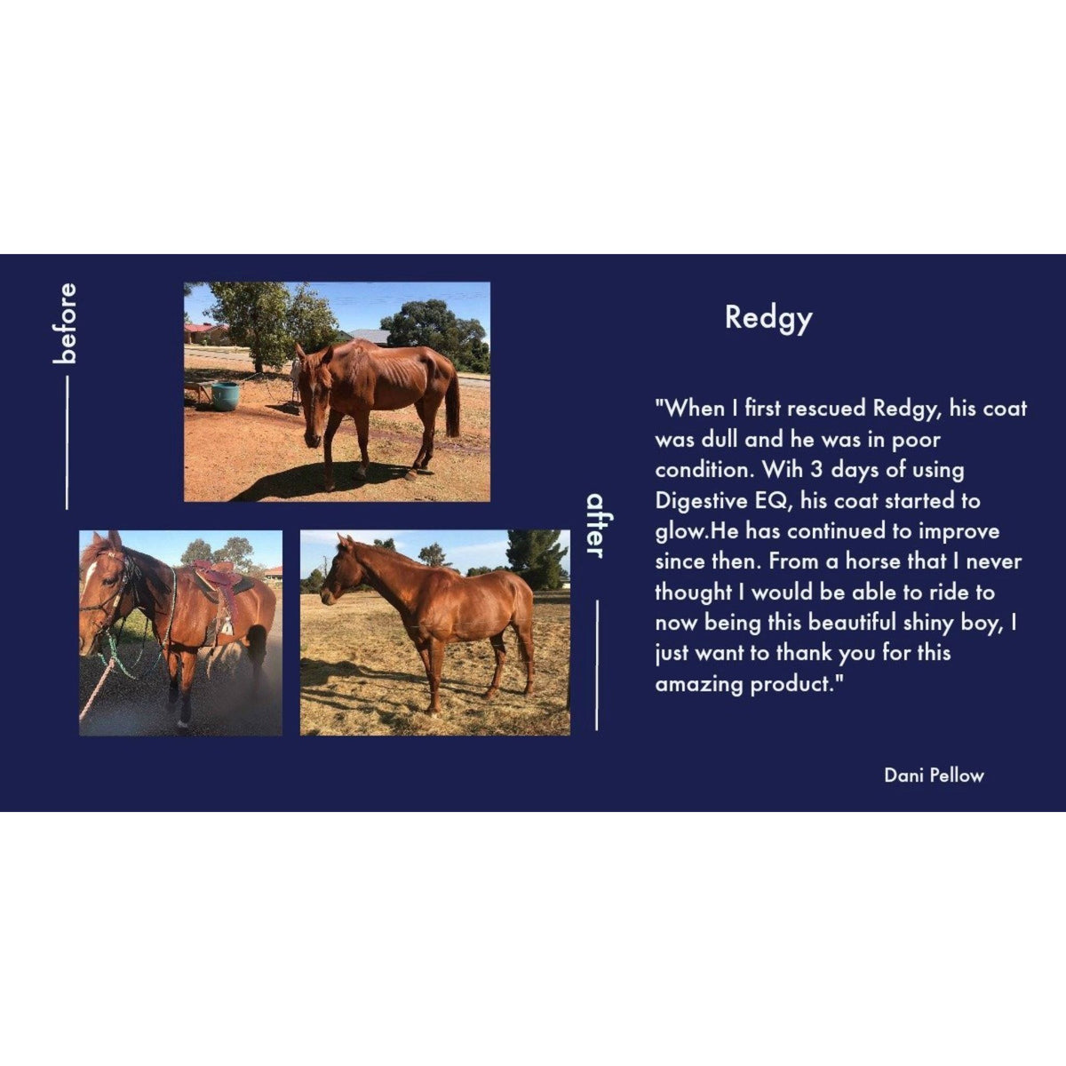 Testimonial images and quote vouching for improvement of horse on product.