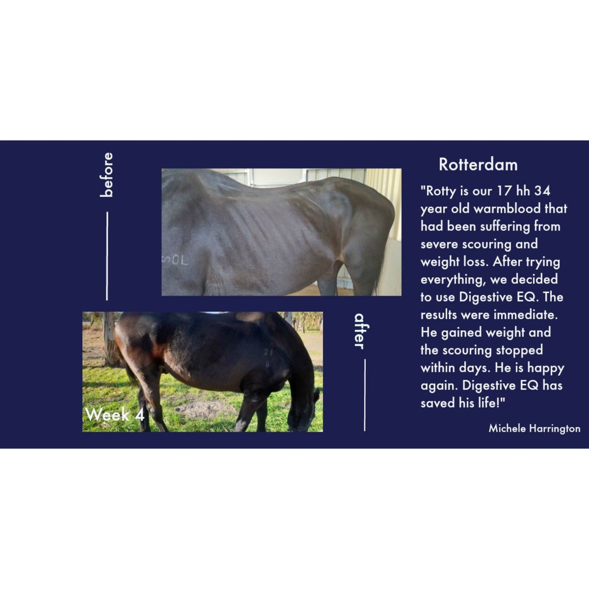 Testimonial poster of improvement of a mature aged horse on Digestive EQ.