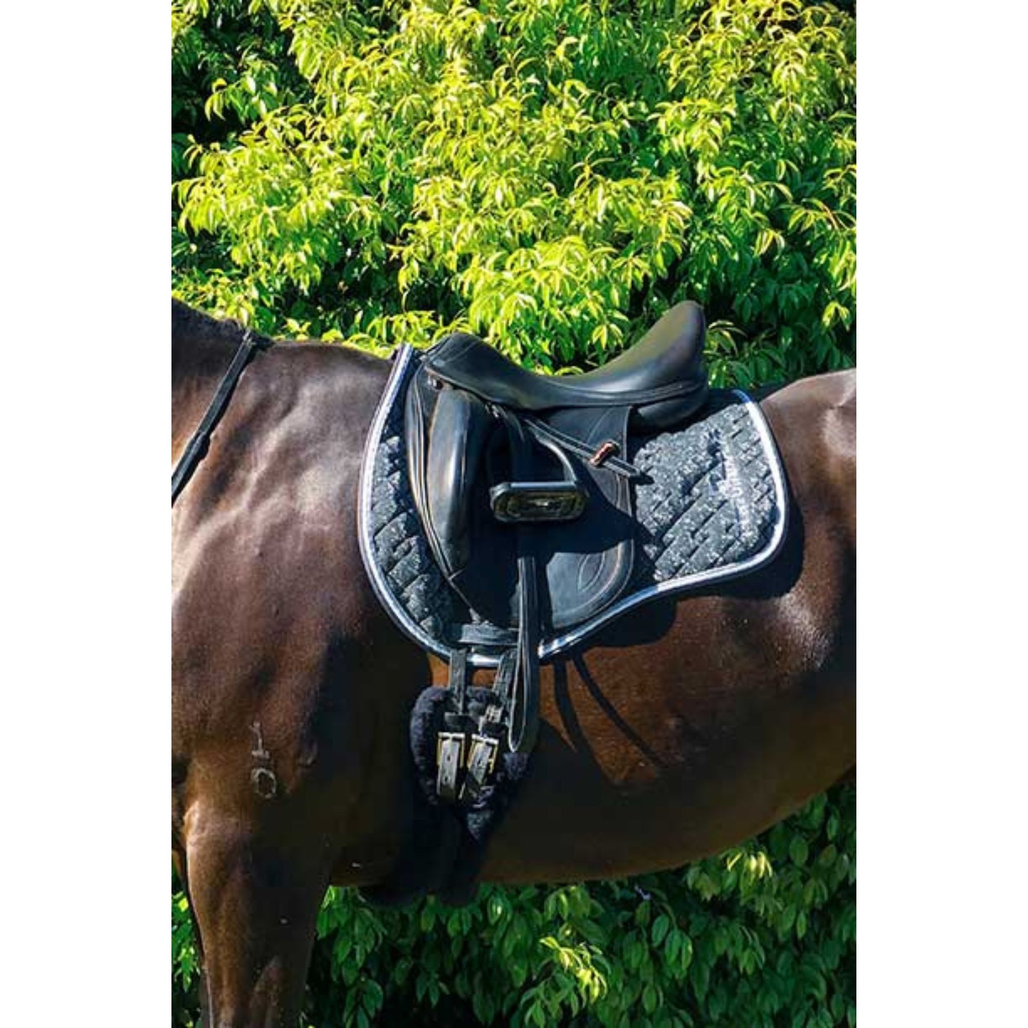 Bay horse wearing black saddle pad with silver glitter and white trim.
