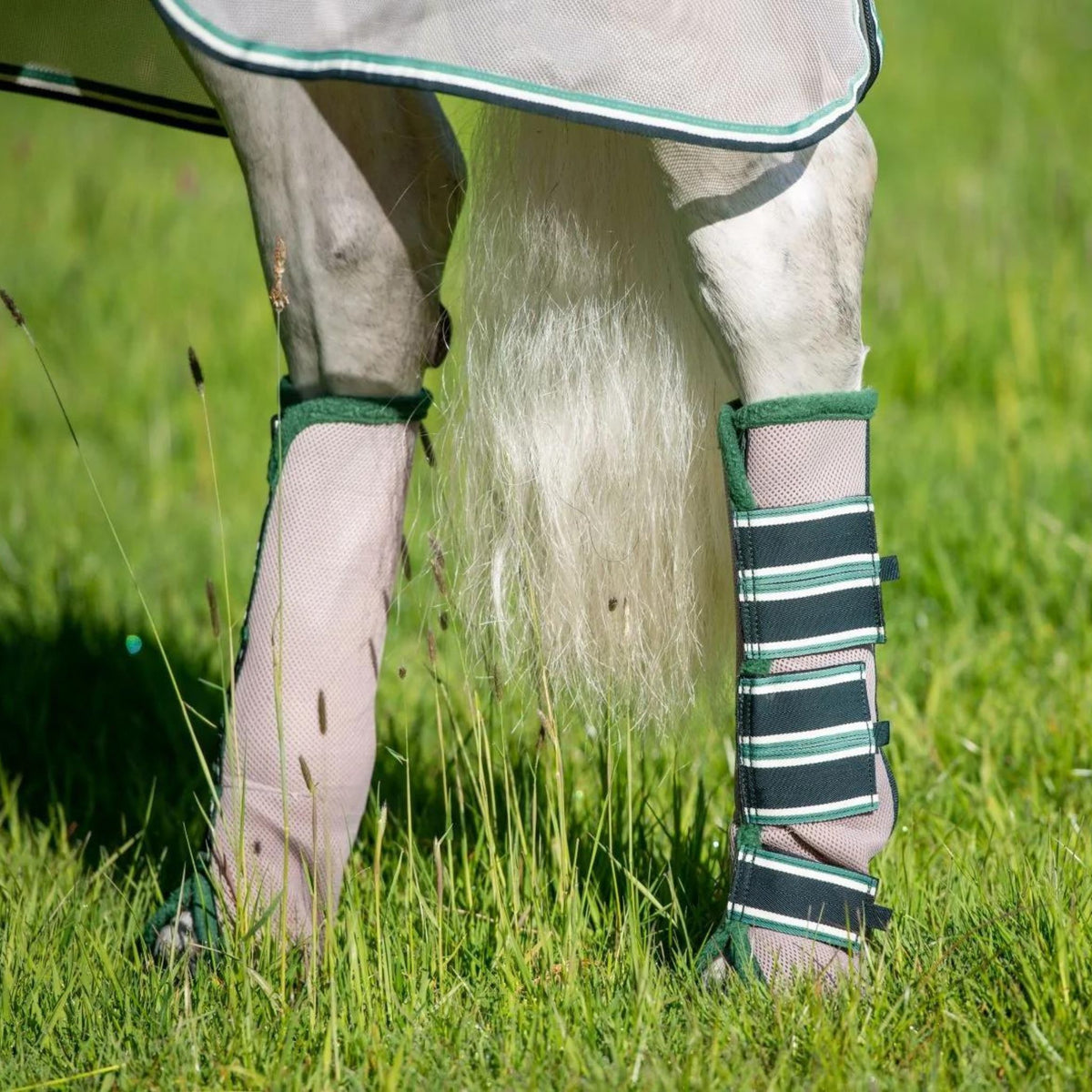 Horse with white and green airmesh boots on.