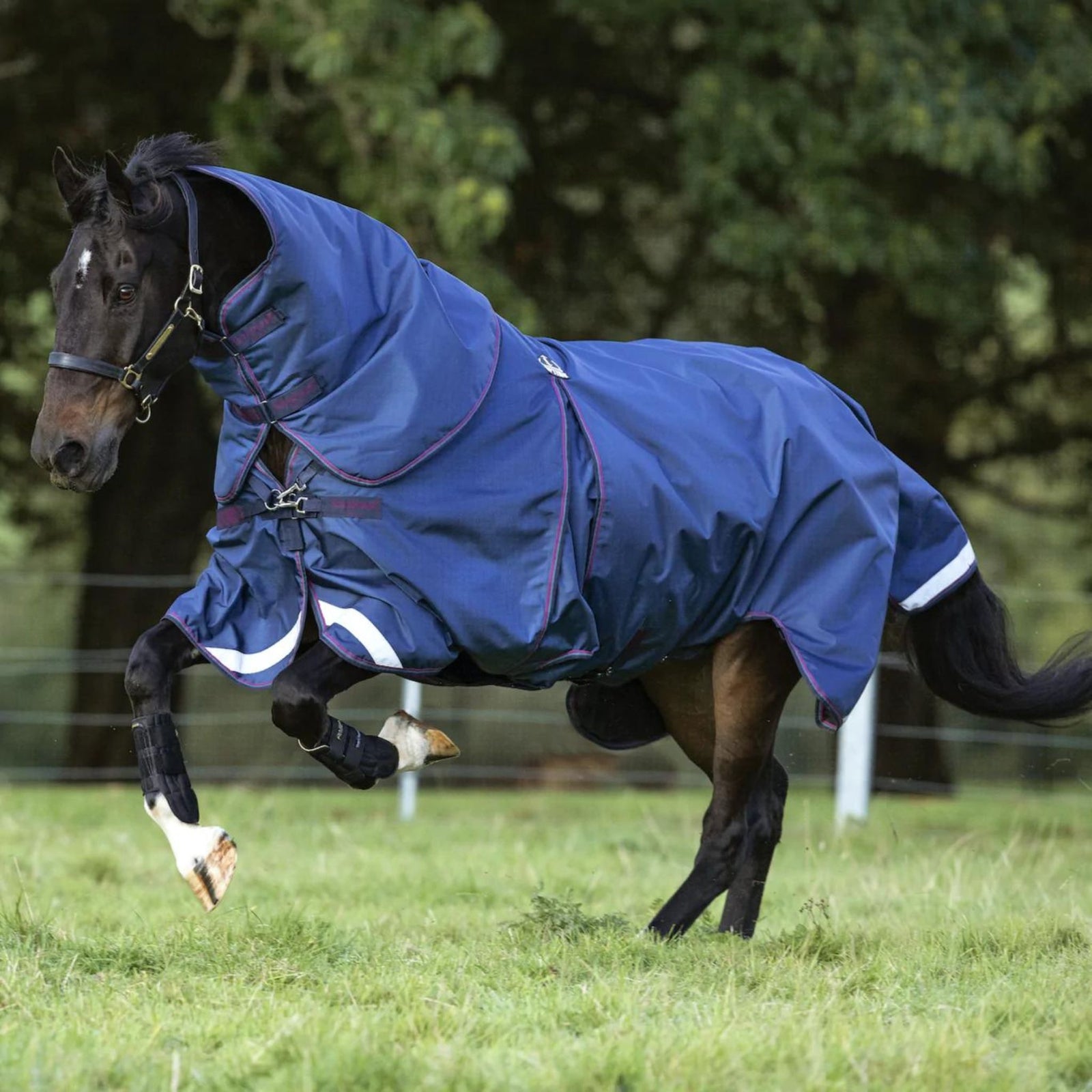 Black horse with blue rug