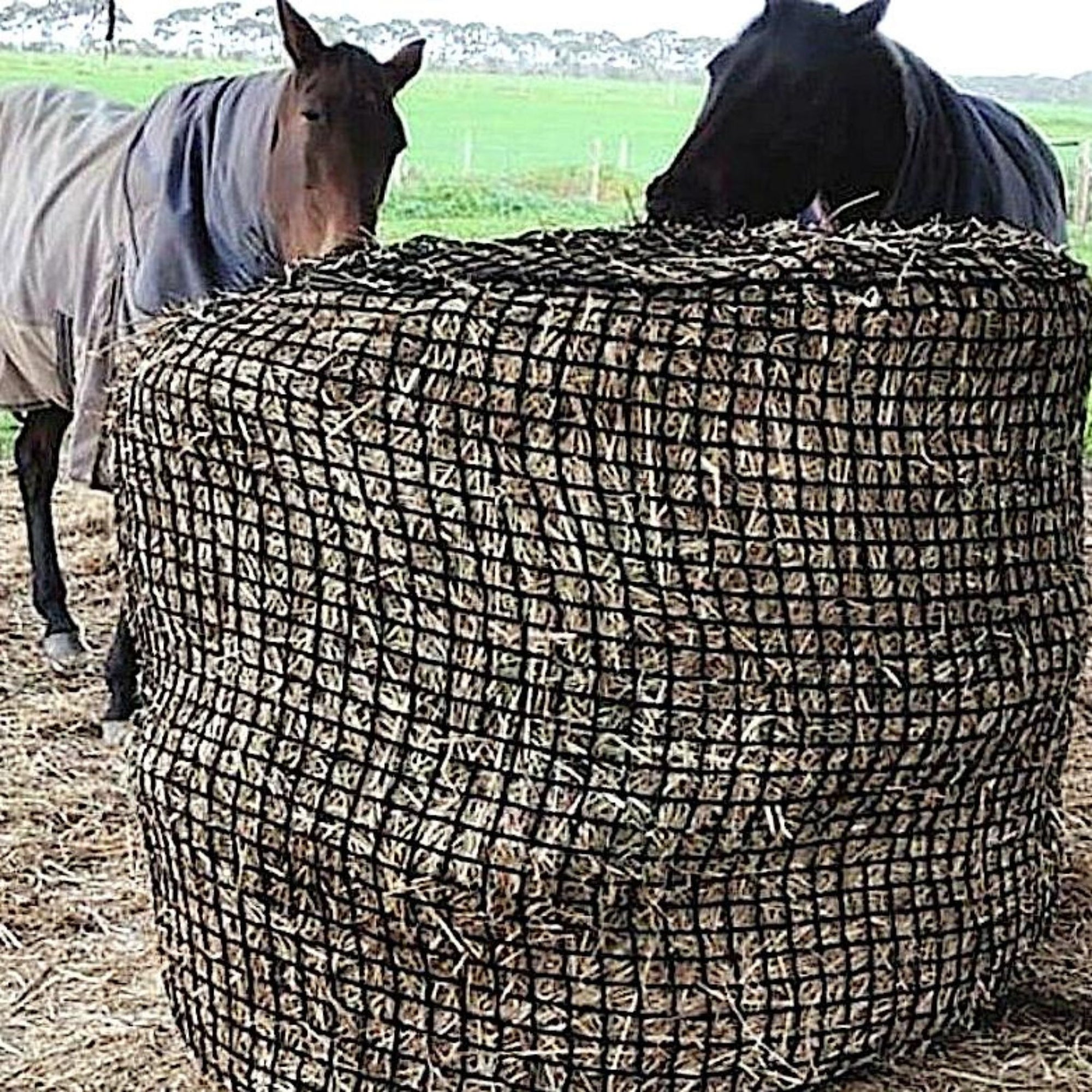 Two horses eating hay out of the round bale hay net